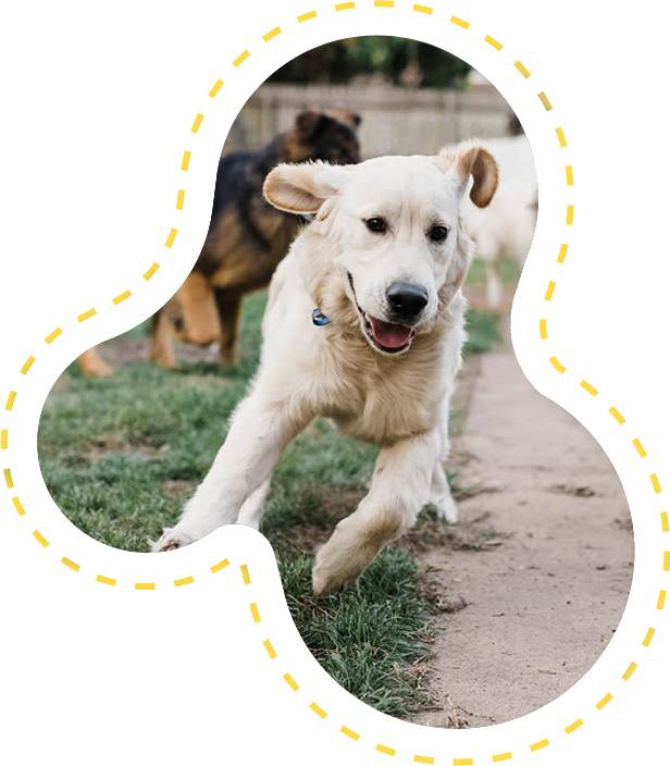 dog walker